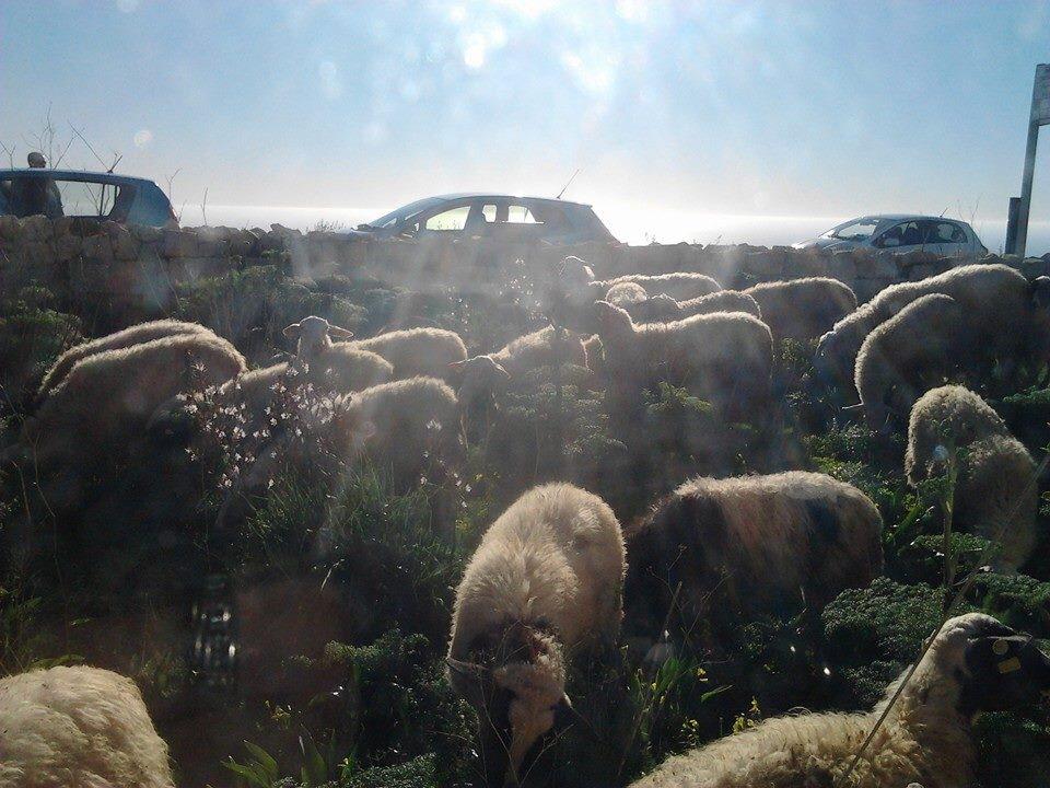 merhla