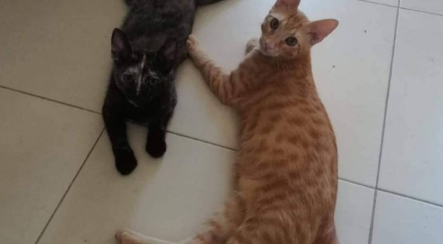 Cats