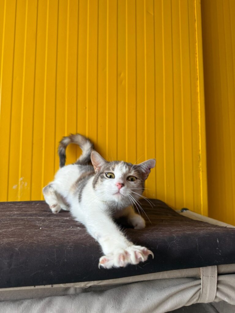 Rosie