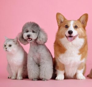 Klieb u qtates microchipped