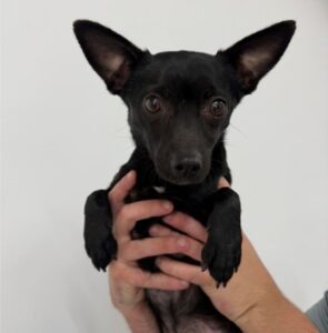 Chihuaha