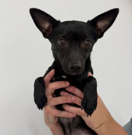 Chihuaha
