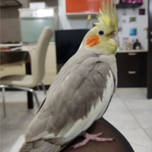 Cockatiel