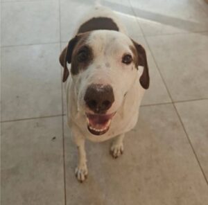 Benji
