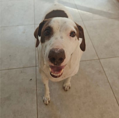 Benji