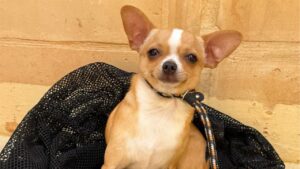 Chihuahua