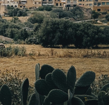 ghelieqi
